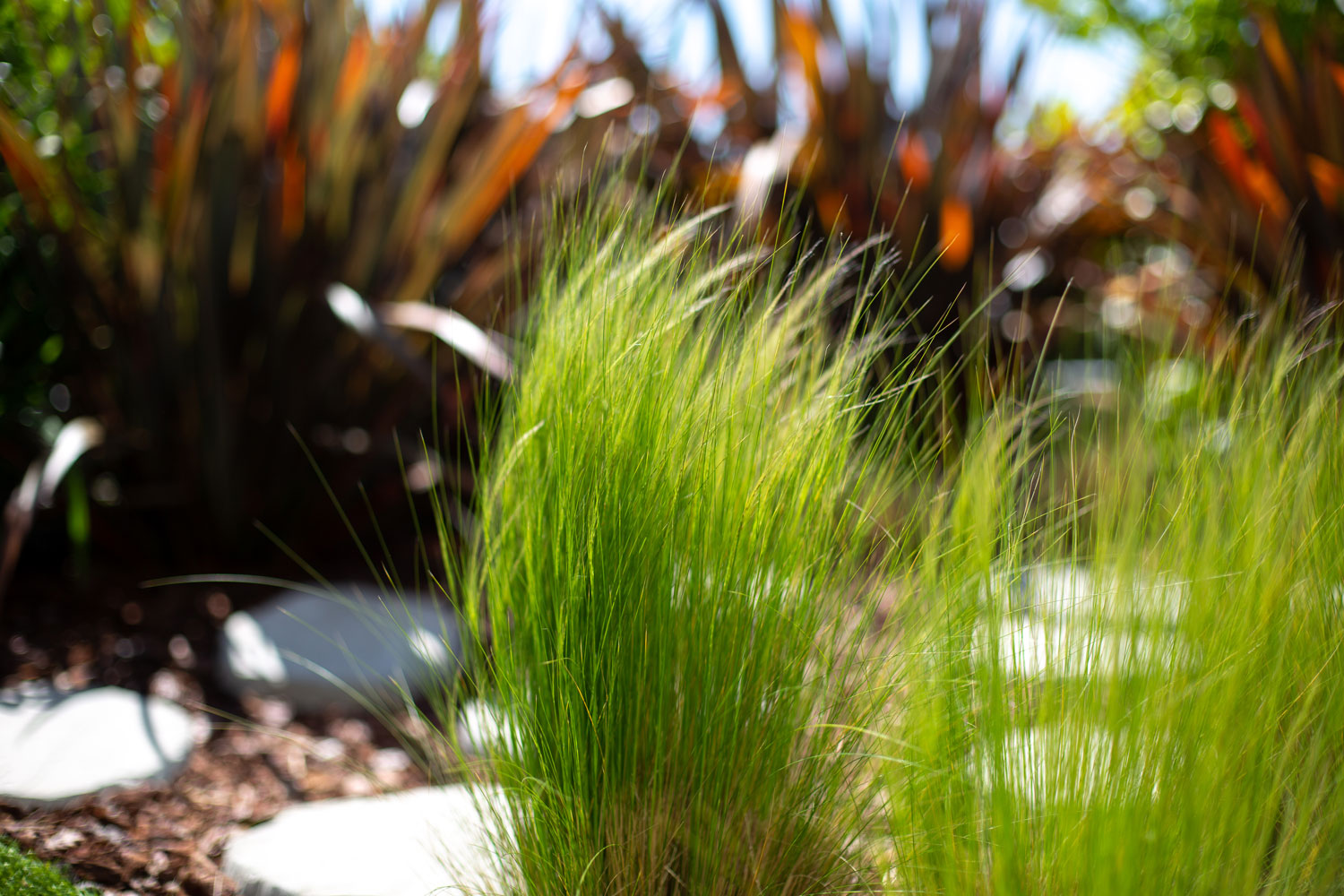 Photo de plantes décoratives