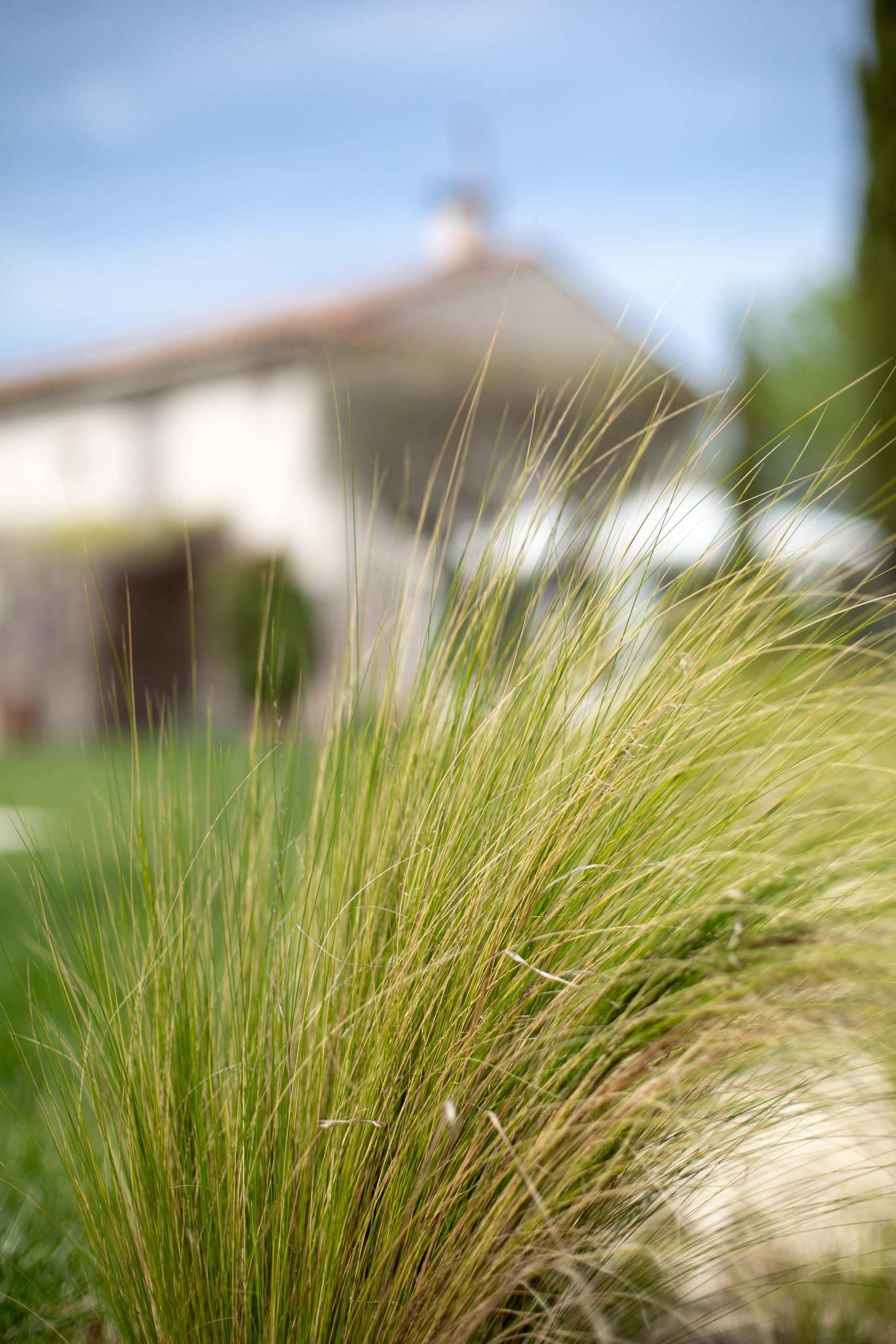 Photo d'herbes hautes